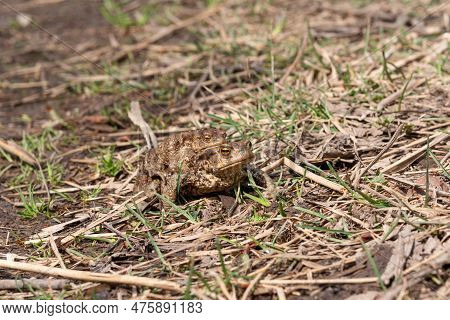 Pair Of Common Toads In Amplexus Among Dry Grass