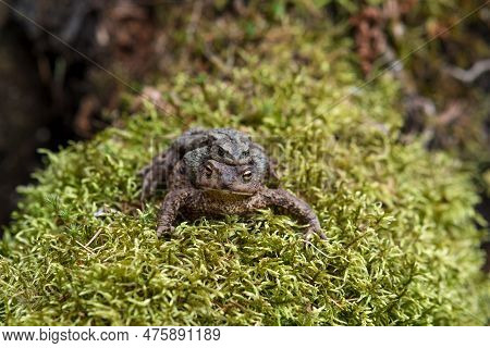 Couple Of Common Toads In Amplexus Among Moss