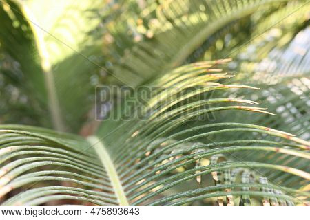 Japanese Sago Palm Or King Sago, Sago Palm, Sago Cycad (cycas Revoluta) Leaves Close-up, Egypt, Shar