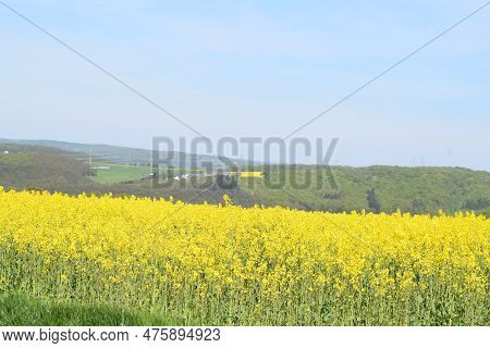 Bright Yellow Blooming Canola Fields In Springtime