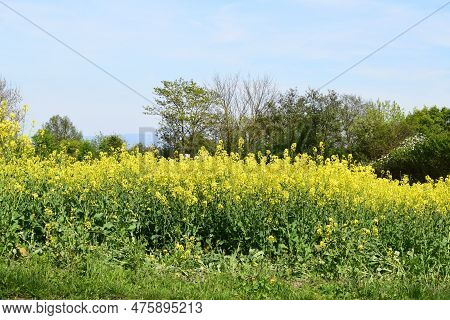 Bright Yellow Blooming Canola Fields In Springtime