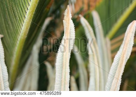 Japanese Sago Palm Or King Sago, Sago Palm, Sago Cycad (cycas Revoluta) Spring Foliation Detail Clos