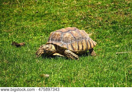 Desert Tortoise On Green Grass. Slowly Crawling Old Turtle On A Green Background.
