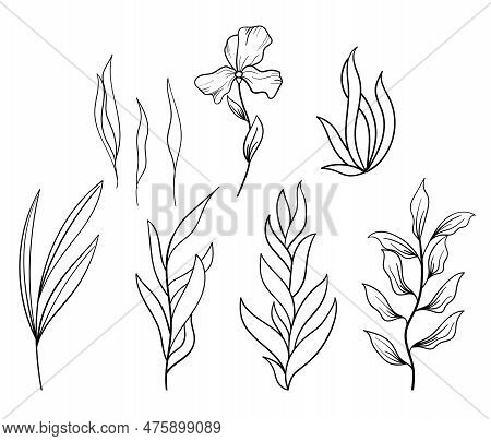Plant Brunches Doodle Illustration Including Different Tree Leaves. Hand Drawn Cute Line Art Of Fore