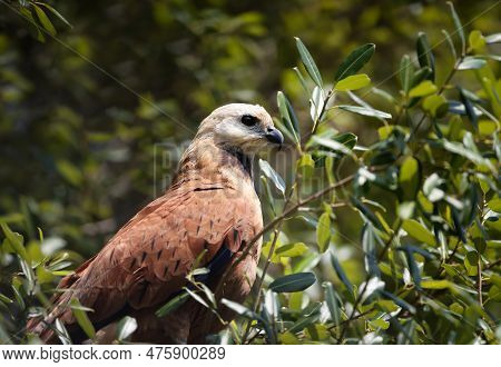 Close Up Of A Black-collared Hawk Perched In A Tree, Pantanal, Brazil.