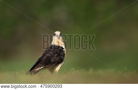 Close Up Of A Yellow-headed Caracara (milvago Chimachima) Standing On A Green Grass, South Pantanal,