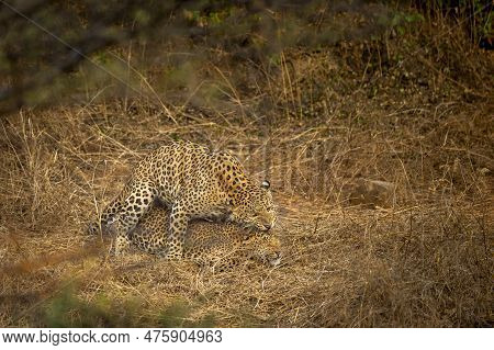 Wild Male Leopard Image & Photo (Free Trial) | Bigstock