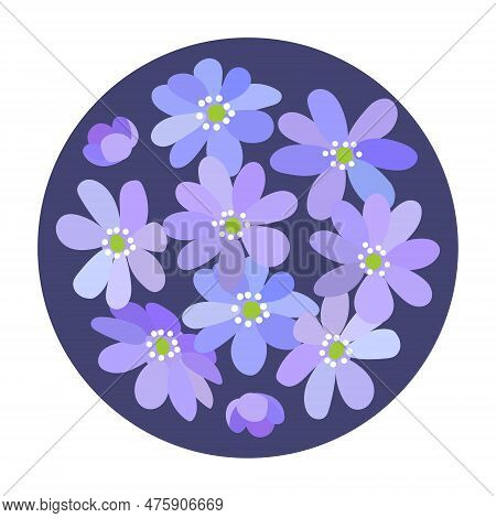 Small Bouquet Of Blue Violet Spring Blooming Wild Forest Flowers Hepatica In A Circle