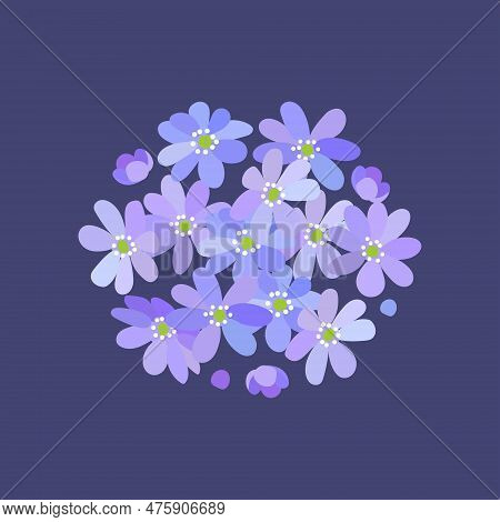 Small Bouquet Of Blue Violet Spring Blooming Wild Forest Flowers Hepatica On Dark Blue Square Backgr