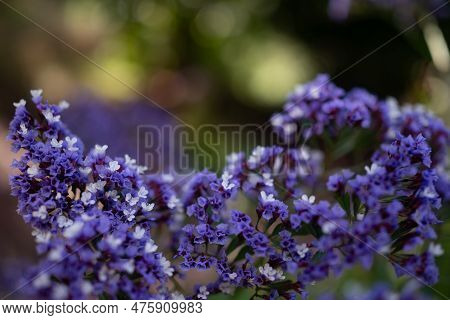 Mostly Blurred Purple Flowers Background. Wavyleaf Sea Lavender