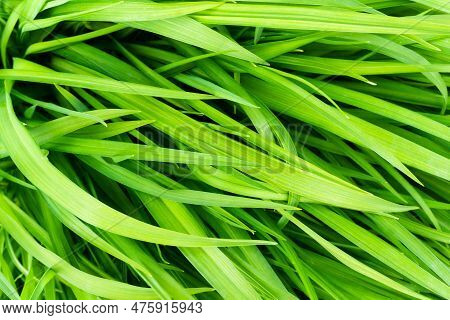 Meadow Ground Texture. Green Grass Earth Environment Background. Green Grass Top View Texture. Home 