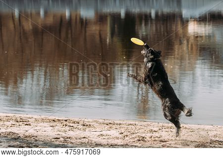 Alsatian Wolf Dog Or Black German Shepherd Dog Playing Outdoor With Flying Disc. Playful Pet Outdoor