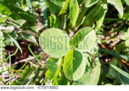 Three Green Petals Of Clover Grass Closeup