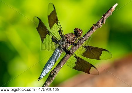 A Beautiful Common Whitetail Dragonfly Perched On A Twig Overhanging The Edge Of A Midwest Wetland W
