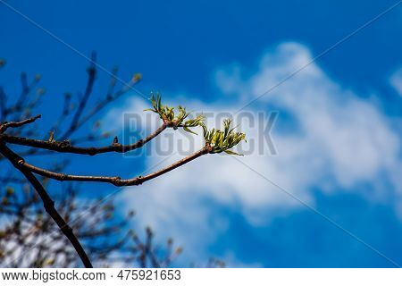 The New Growth In Spring From Phellodendron Sachalinense
