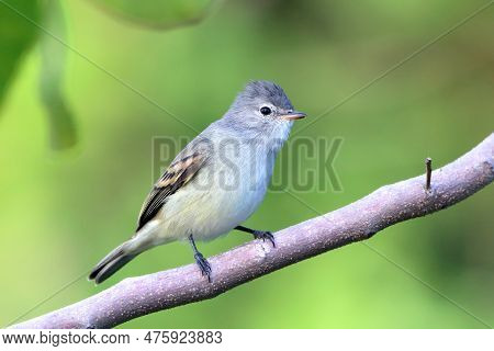 Southern Beardless-tyrannulet (camptostoma Obsoletum), Isolated, Perched On A Branch On A Green Back
