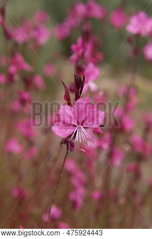 Detail Of Gaura Flower Strellite On Unfocused Green Background. Flower Parts, Pink, Green, Detail, M