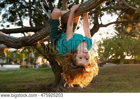 Funny Boy In A Tree. Cute Blond Child Climb A Tree. Child Hanging Upside Down On Tree.