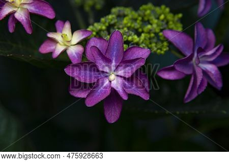 Beautiful Purple Flower Hydrangea Macrophylla Species Known In Japan As Gaku-ajisai.
