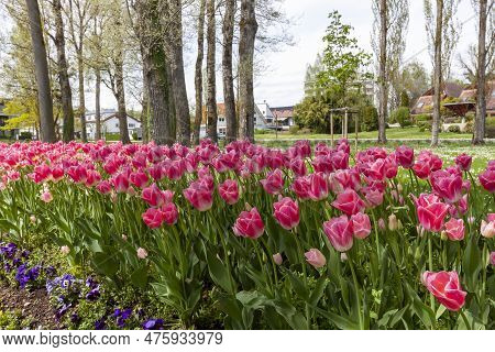 A Flowerbed Of Pink Tulips On The Shores Of Lake Constance In Kressbronn