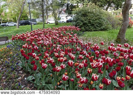 A Flowerbed Of White-red Tulips On The Shores Of Lake Constance In Kressbronn