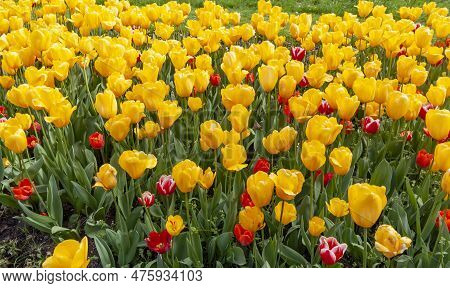 A Flower Bed Of Multi-colored Terry Tulips And Other Flowers On The Shores Of Lake Constance In Kres