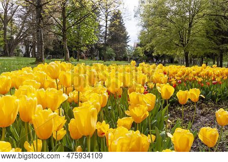A Flower Bed Of Yellow Tulips And Other Flowers On The Shores Of Lake Constance In Kressbronn