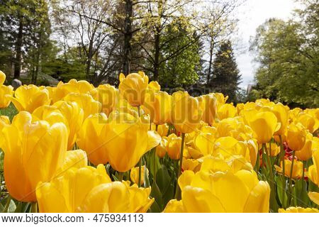 A Flower Bed Of Yellow Tulips And Other Flowers On The Shores Of Lake Constance In Kressbronn