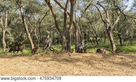 A Group Of Wild Animals On The Side Of A Dirt Road In The Jungle: Langur Monkeys, Wild Boar, Sambar 