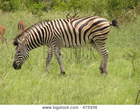 Afrika Zebra