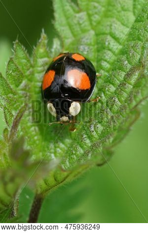 Vertical Closeup On The Colorful Harlequin, Multicoloured Or Asian Lady Beetle, Harmonia Axiridis