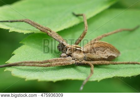 Closeup On A Male Nursery Web Spider, Pisaura Mirabilis Siiting On A Green Leaf