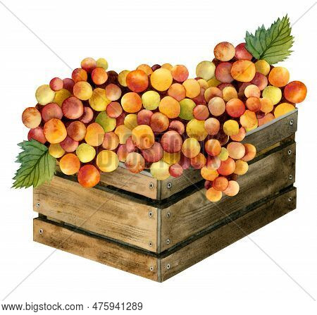 Watercolor Yellow Red Orange Grapes Harvest In Rustic Wooden Box Illustration Isolated On White. Ita