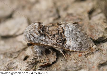 Closeup On A Fresh Emerged Nut-tree Tussock Moth, Colocasia Coryli Sitting On Wood