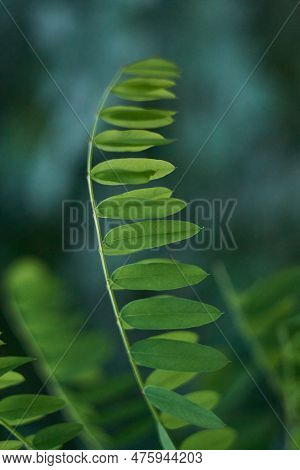 Branches Of The Planta Tipuana Tipu Develop In The Wind