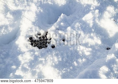 Rabbit Dropping On Snow In Glenveagh Naation Park, County Donegal, Ireland