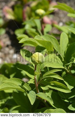 Mlokosewitchs Peony Flower Bud In The Spring