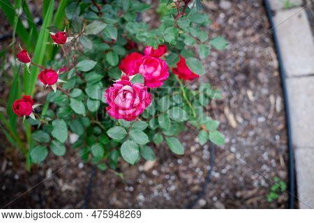 Brick Landscape Edging With Blooming Cherry-red Color And Dark Green Foliage Shrub, Mulched Ground I