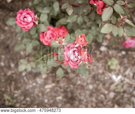 Top View Beautiful Blossom Shrub Roses, Blooming Cherry-red Color And Dark Green Foliage Shrub, Mulc