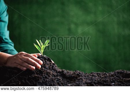 World Environment Day. Hands Planting The Seedlings Into Soil. Idea Of Protecting The Environment An