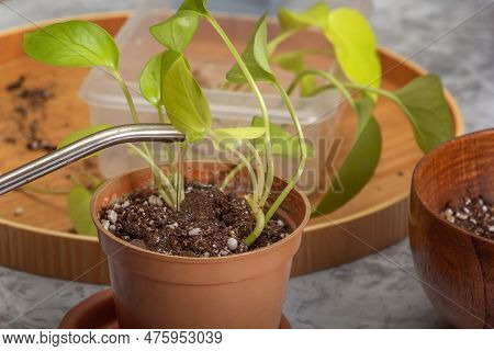 Watering From A Watering Can Houseplant Scindapsus (scindapsus). Close-up
