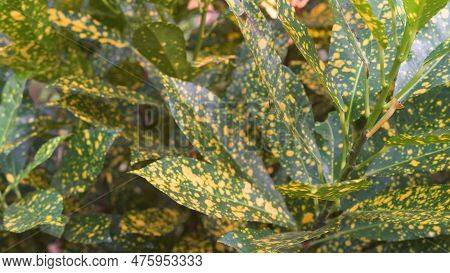 Aucuba Green Leaves With Yellow Spots Closeup. High Quality Photo