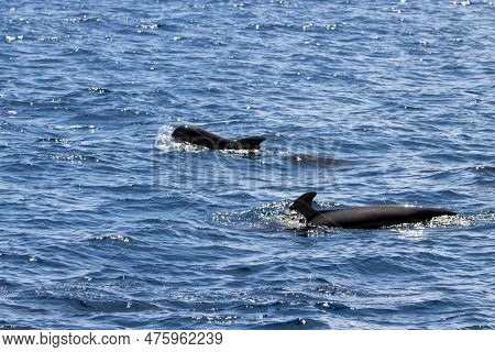Female Short-finned Pilot Whale, Globicephala Macrorhynchus, With A Calf