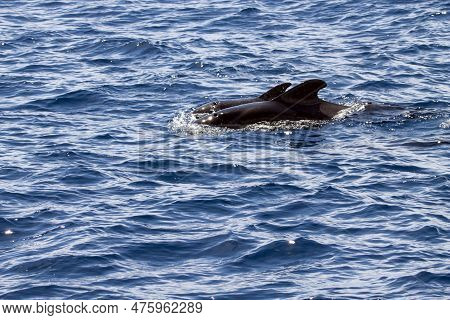 Female Short-finned Pilot Whale, Globicephala Macrorhynchus, With A Calf
