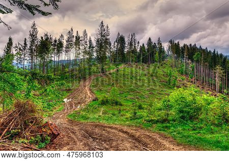 Forest Landscape In Spring. View Of Trail Leading To The Top Of The Green Hill Covered With Pine Tre