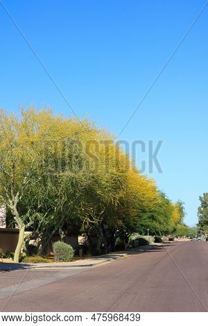 Xeriscaping Residential Road Shoulder With Palo Verde In Full Bloom During Arizona Spring