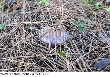 Young Edible Mushrooms - Blewit - Lepista Nuda Make Their Way Through A Layer Of Grass And Needles I