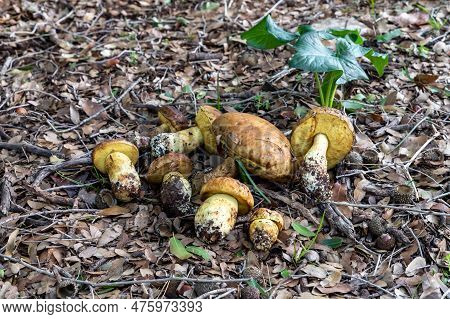 A Bunch Of Freshly Picked Young Edible Mushrooms - Leccinellum Lepidum - Lies On A Layer Of Grass An
