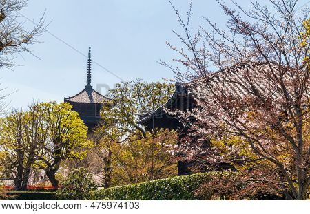 Kyoto Japan - March 28, 2023: To-ji Gojunoto (five Storey Pagoda) And Sakura In Bloom In To-ji  Temp