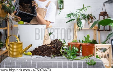 Repotting A Home Plant Philodendron Into New Pot In Home Interior. Woman Pours Soil Into A Pot, Cari